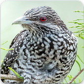 Asian Koel Song, Asian Koel Call, Asian Koel Sound icon