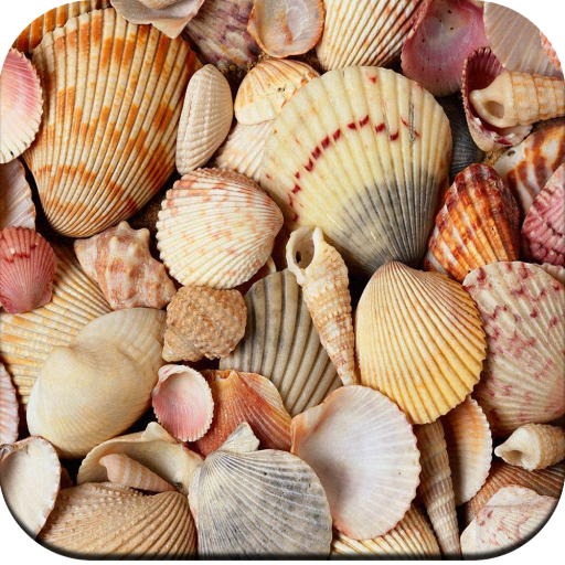 HD Seashell Wallpaper icon