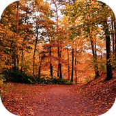 Beautiful Forest Wallpapers icon