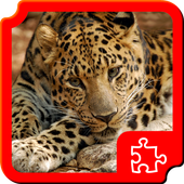 Big cats Puzzles icon