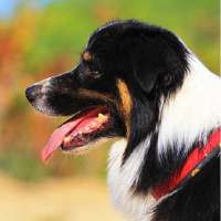 Dog Training App- Make your pet smart and trained