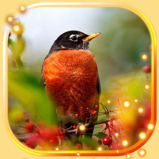 Birds Live Wallpaper icon