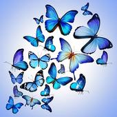 Butterfly Lock Screen icon