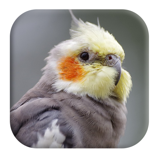 Cockatiel Sounds icon