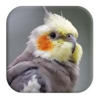 Cockatiel Sounds on 9Apps