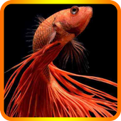 Cute Betta Fish Wallpapers icon