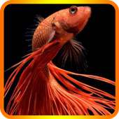 Cute Betta Fish Wallpapers