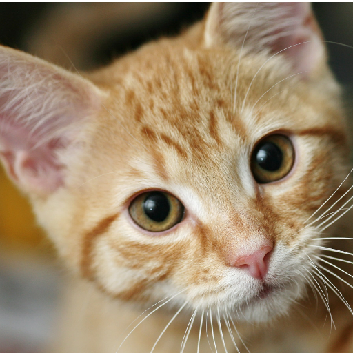 Cats Jigsaw Puzzles HD icon