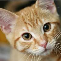 Cats Jigsaw Puzzles HD