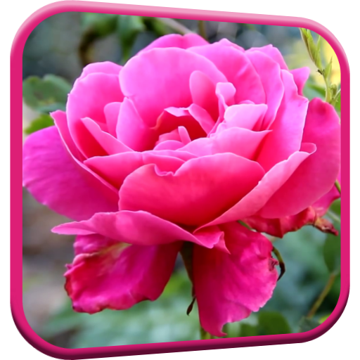 Pink Rose Video Live Wallpaper أيقونة