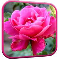 Pink Rose Video Live Wallpaper