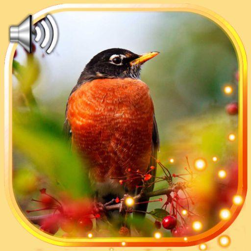 Birds Live Wallpaper icon