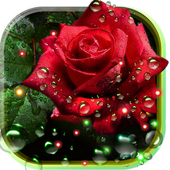Roses Dew Drops live wallpaper icon