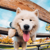 My Dog Puzzle Jigsaw icon