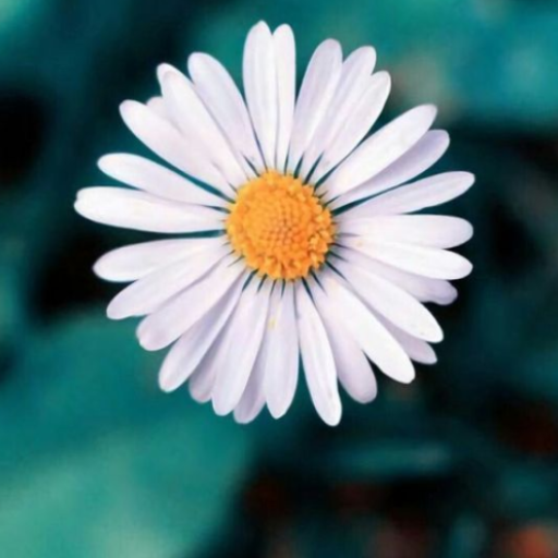 Oppo Wallpapers HD icon