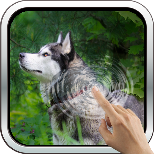 Magic Touch: Husky Live Wallpaper icon