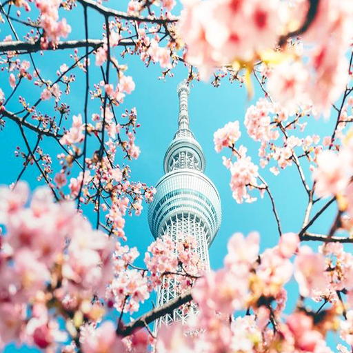 Pink Cherry Blossom Wallpaper icon