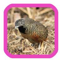 เสียงนกคุ้มอืด on 9Apps