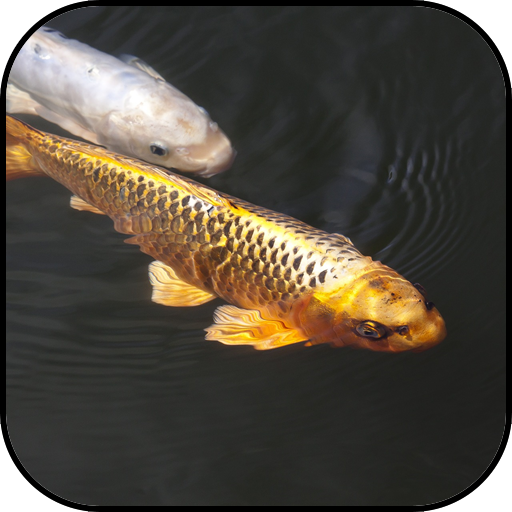 Japanese koi fish wallpapers icon