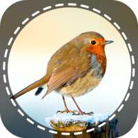 Birds Identifier App by Photo, Bird ID Camera 2020