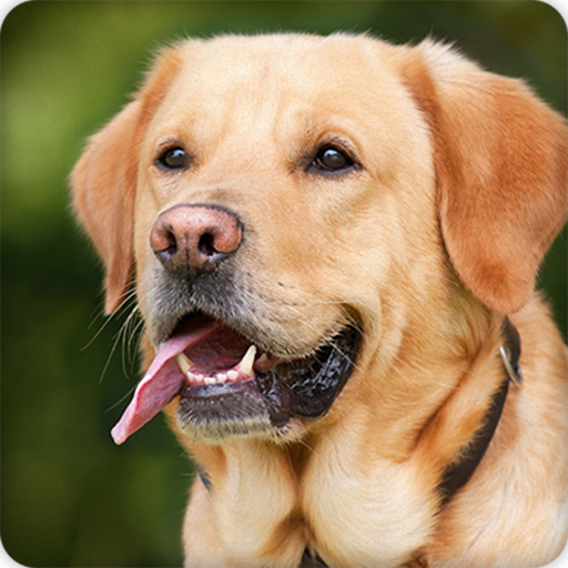 Dog Sounds Ringtone icon