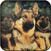 German Shepards Wallpapers icon