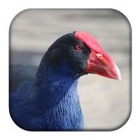 Purple Swamphen Sounds