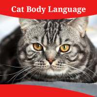 Cat Body Language