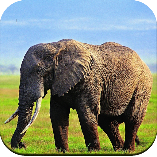Elephant Wallpaper icon