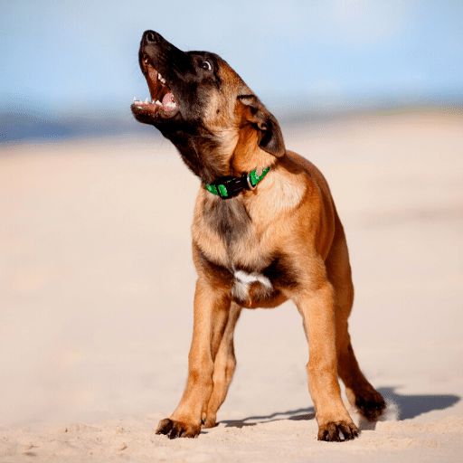 Puppy Barking Sounds - Dog Bark Ringtone icon