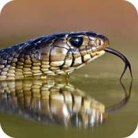 Snake Wallpaper Best 4K on 9Apps