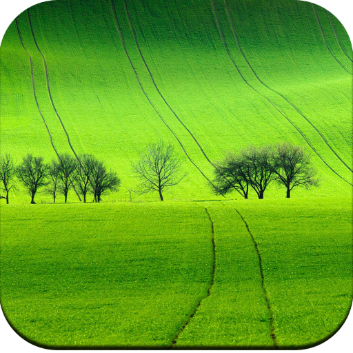 Field Wallpaper иконка
