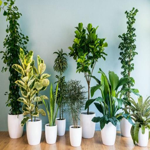 Cuida tus Plantas de Interiores icon