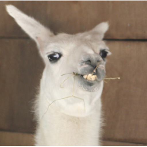 Ola K Ase أيقونة