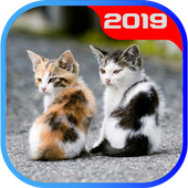 Cute Cat HD Wallpapers 4K icon