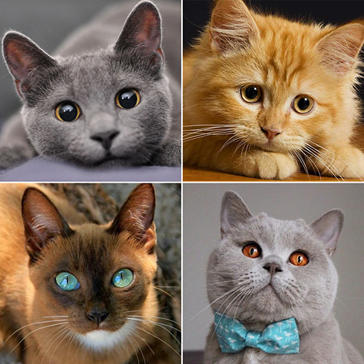 Cat breeds - Photo Quiz icon