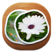 gallery icon