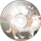 Bear Sounds and Ringtones icon