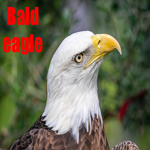 Bald eagle bird pictures icon