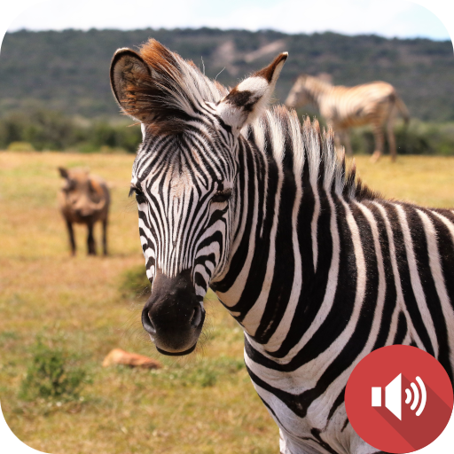 Zebra Sounds icon