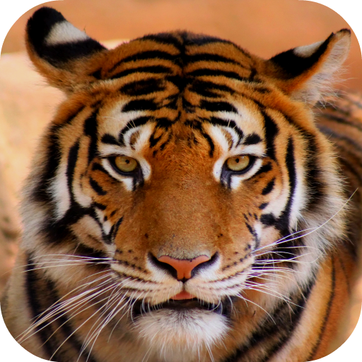 Tiger Sounds icon