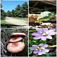 FONDOS DE PANTALLA: NATURALEZA Y SETAS