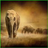 Wild Animals ADW Launcher icon