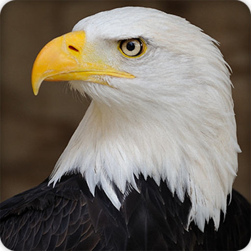 Eagle Sounds Ringtones icon