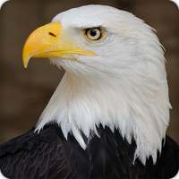 Eagle Sounds Ringtones on 9Apps