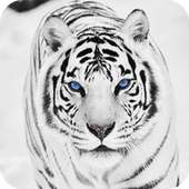White Tiger Wallpaper on 9Apps