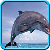 Dolphin Live Wallpaper icon