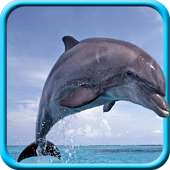 Dolphin Live Wallpaper on 9Apps