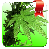 Weed 3D Live Wallpaper icon