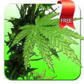 Weed 3D Live Wallpaper on 9Apps